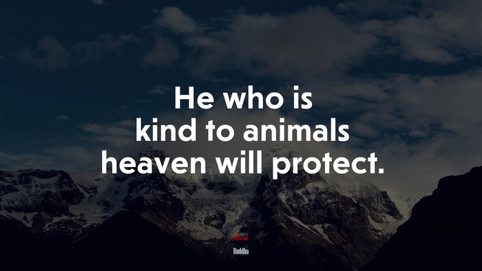 He who is kind to animals heaven will protect. | Buddha quote