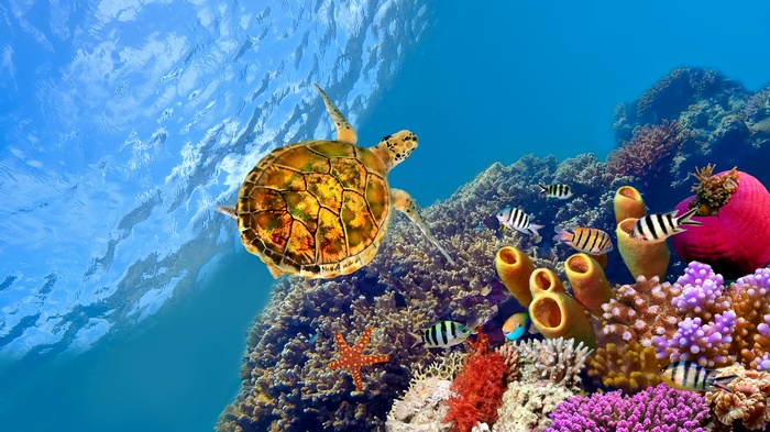 Sea turtle swimming near coral reef with fish