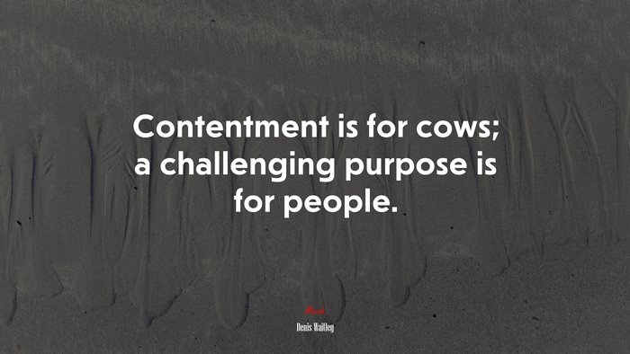 Contentment is for cows; a challenging purpose is for people. | Denis Waitley quote