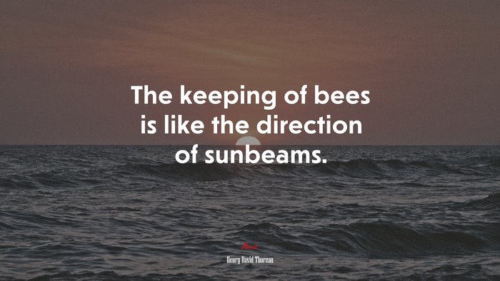 The keeping of bees is like the direction of sunbeams. | Henry David Thoreau quote
