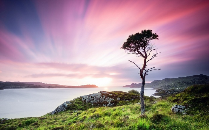 Lone tree on a grassy hill overlooking a bay at sunset