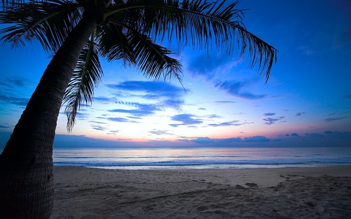 Palm tree on a beach at sunset