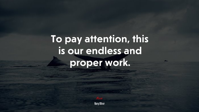 To pay attention, this is our endless and proper work. | Mary Oliver quote