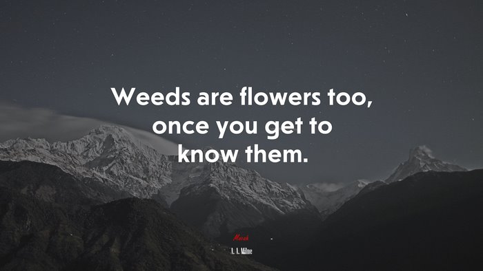 Weeds are flowers too, once you get to know them. | A. A. Milne quote