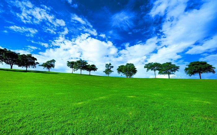 Green grassy hill with trees under a blue sky