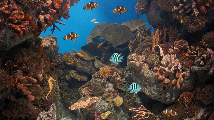 Clownfish and seahorse in a coral reef