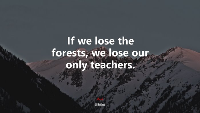 If we lose the forests, we lose our only teachers. | Bill Mollison quote