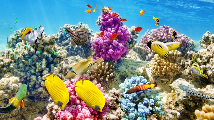 Colorful coral reef with various tropical fish