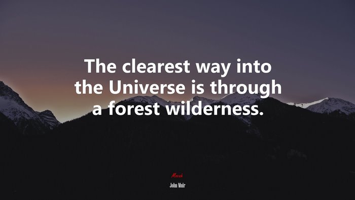 The clearest way into the Universe is through a forest wilderness. | John Muir quote