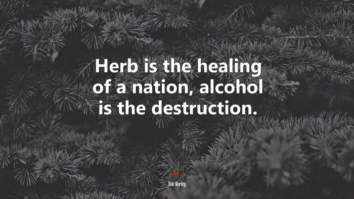 Herb is the healing of a nation, alcohol is the destruction. | Bob Marley quote