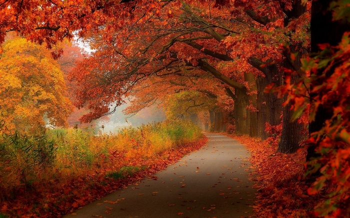 A winding road through an autumn forest with colorful leaves