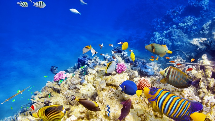Colorful coral reef with various tropical fish