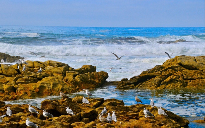 Seagulls on rocky shore with ocean waves