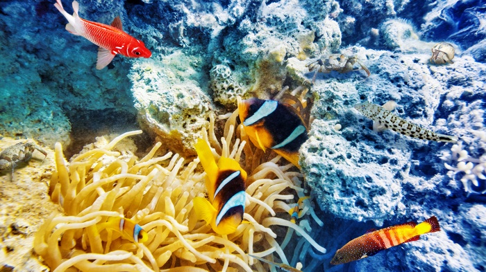 Underwater scene with clownfish and anemones