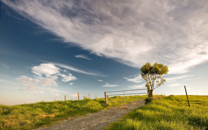 A lone tree and a gate on a grassy hill
