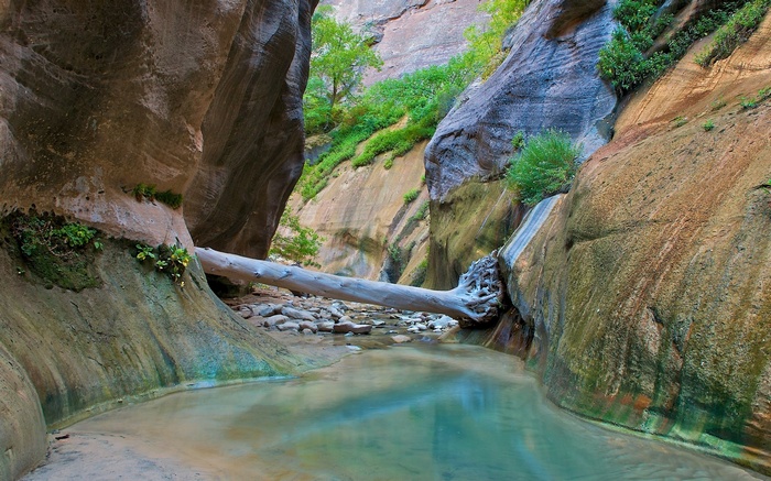 A fallen log bridges a narrow canyon with a stream
