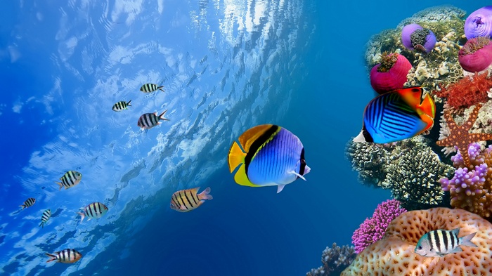 Underwater scene with coral reef and fish