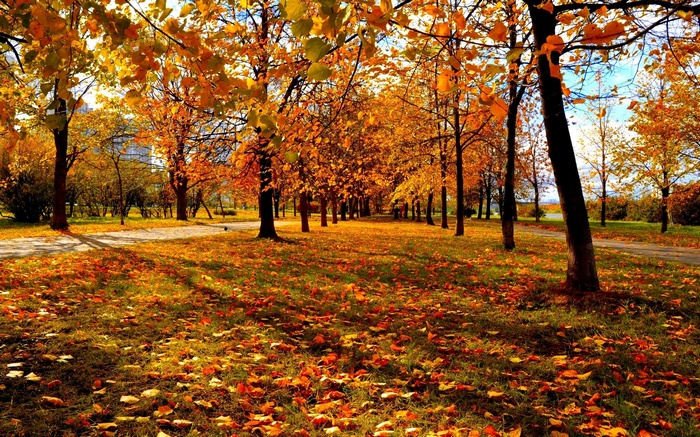 Autumn park with trees and fallen leaves