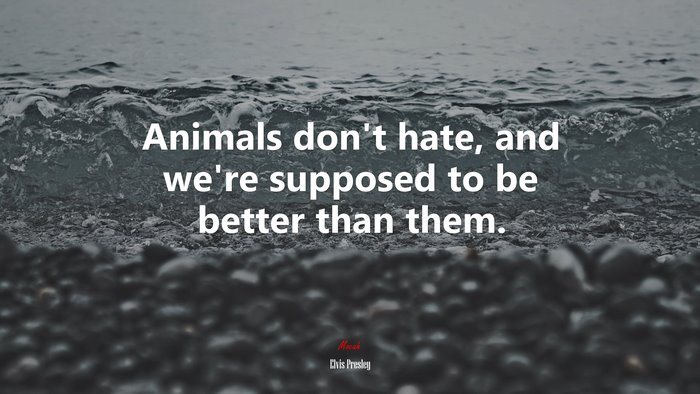 Animals don’t hate, and we’re supposed to be better than them. | Elvis Presley quote