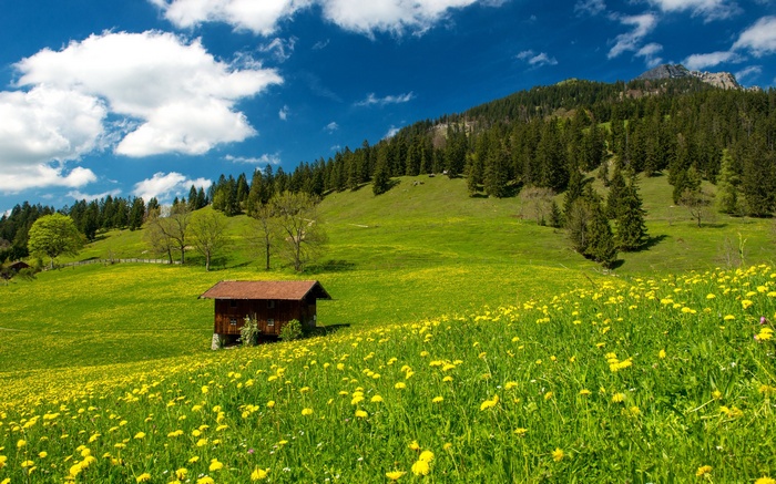 Wooden cabin in a field of yellow flowers and green hills