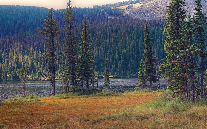 Tall pine trees by a lake with a rocky mountain in the background
