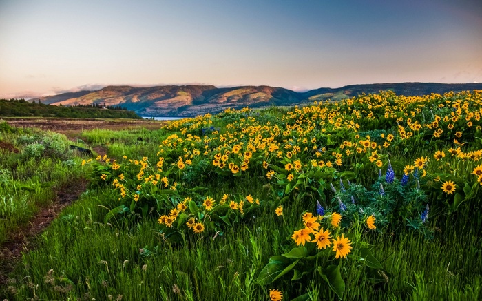 Field of yellow wildflowers and green hills