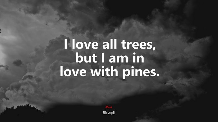 I love all trees, but I am in love with pines. | Aldo Leopold quote