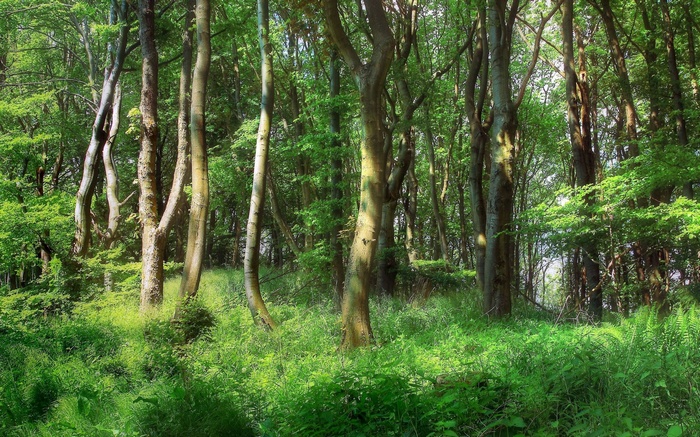 Sunlight filtering through a dense green forest