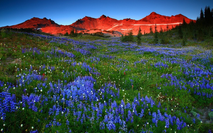 Wildflowers in bloom at sunrise with mountain backdrop