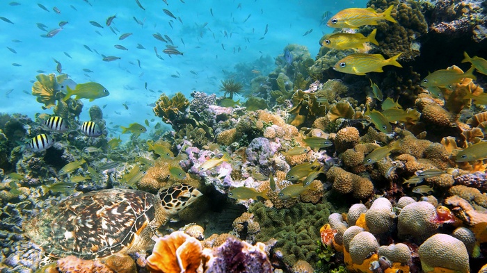 Sea Turtle and Fish Among Coral Reef