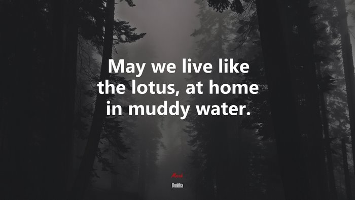 May we live like the lotus, at home in muddy water. | Buddha quote