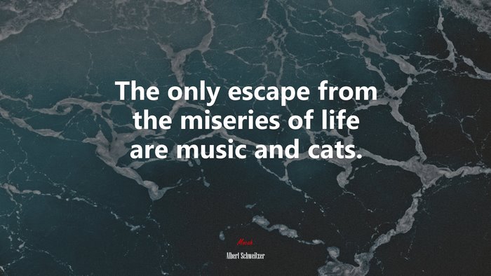 The only escape from the miseries of life are music and cats. | Albert Schweitzer quote