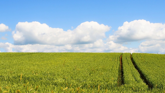Green field under a blue sky with clouds