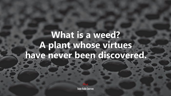 What is a weed? A plant whose virtues have never been discovered. | Ralph Waldo Emerson quote