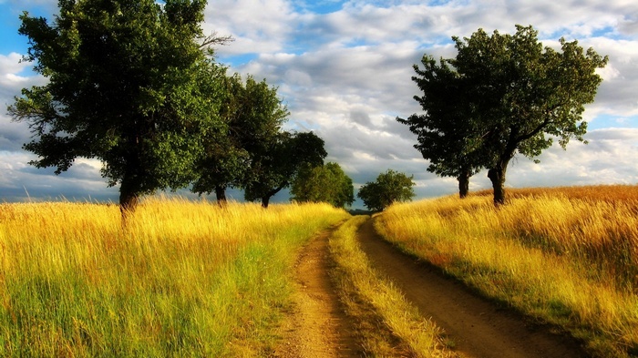 Dirt road through a golden field with trees