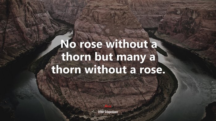 No rose without a thorn but many a thorn without a rose. | Arthur Schopenhauer quote