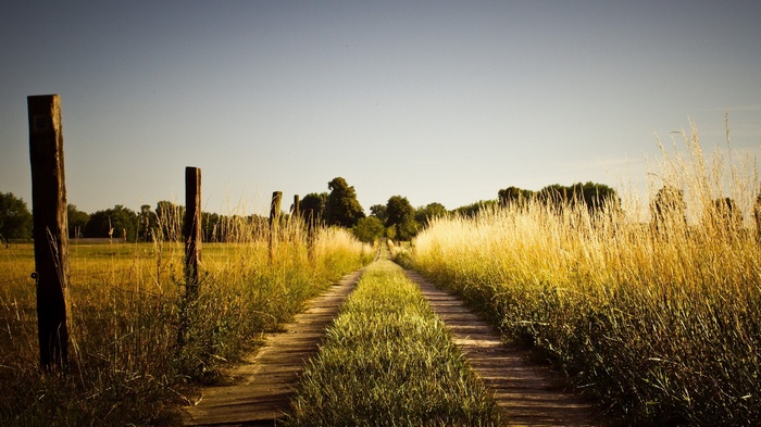 Dirt road through a grassy field with wooden posts
