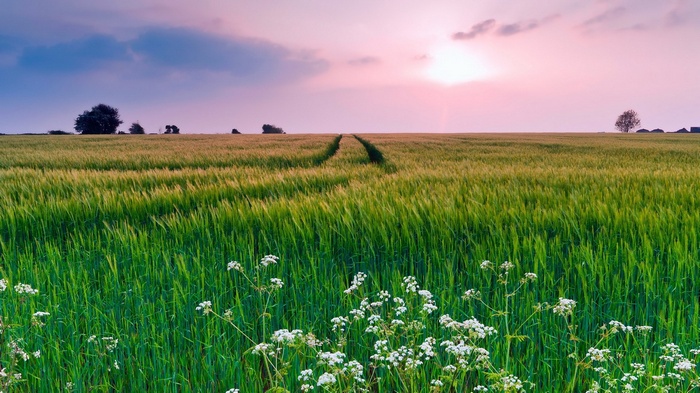 Wheat field at sunset with wildflowers