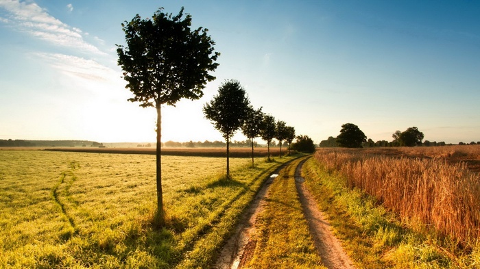 Dirt road through fields with trees at sunrise