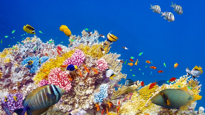 Colorful coral reef with various tropical fish