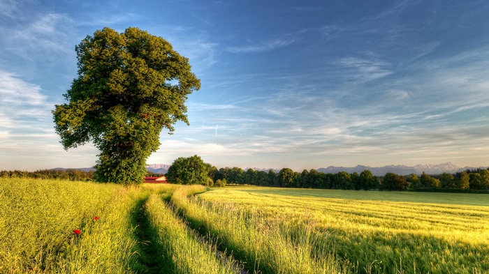 Tree in a field with mountains in the distance