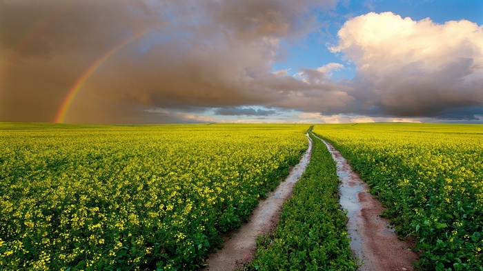 Rainbow over a field of yellow flowers with a dirt road
