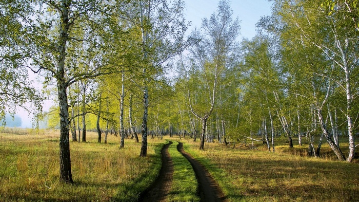 Dirt road through a birch forest in sunlight