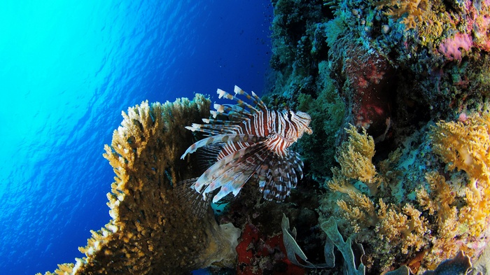 Lionfish swims near coral reef in blue ocean