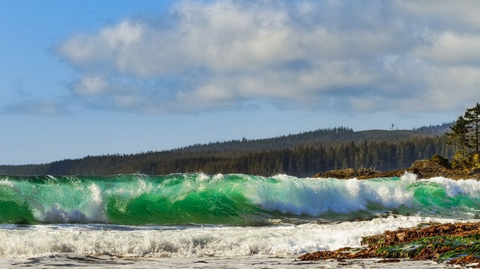 Green wave crashing on a rocky shore with a forest background