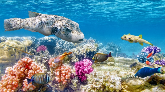 Underwater coral reef with various fish