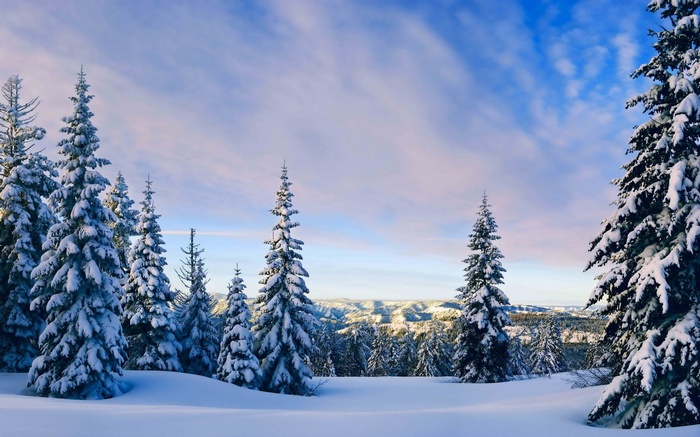 Snow-covered evergreen trees on a hill