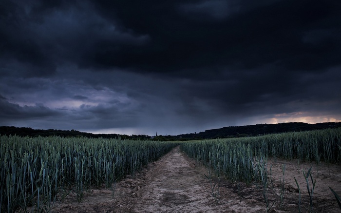 Dirt path through a field of wheat under stormy clouds