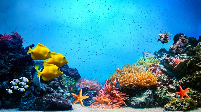 Underwater coral reef with various fish and sea creatures