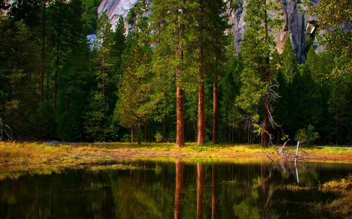 Forest reflecting in a calm lake